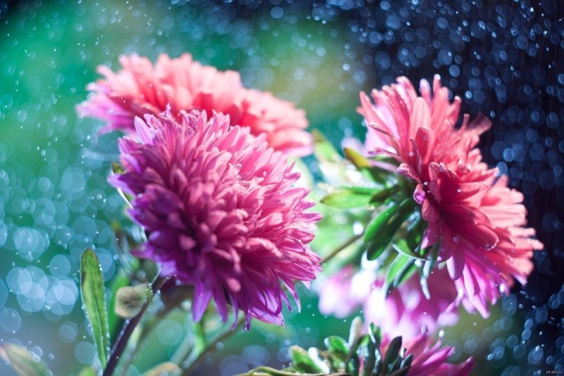 Август астры Цветаева