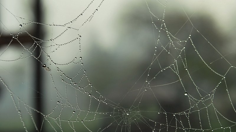 Паутина обои