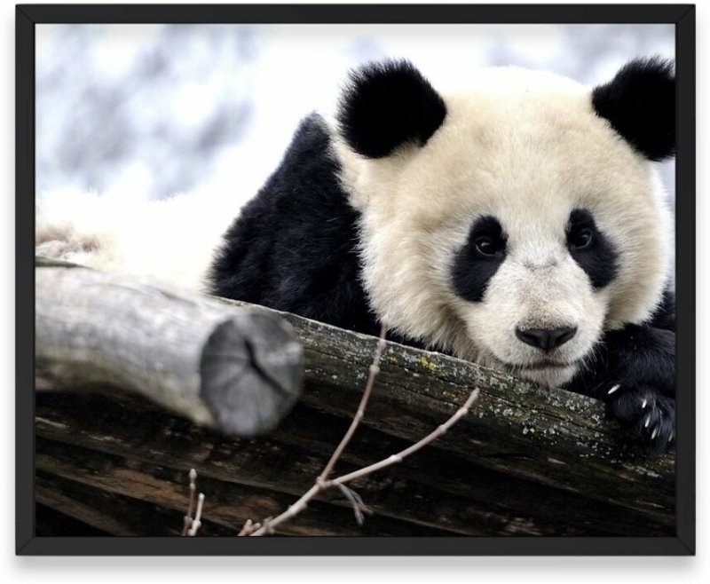Красивая Панда