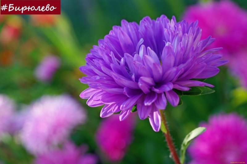 Родина астры