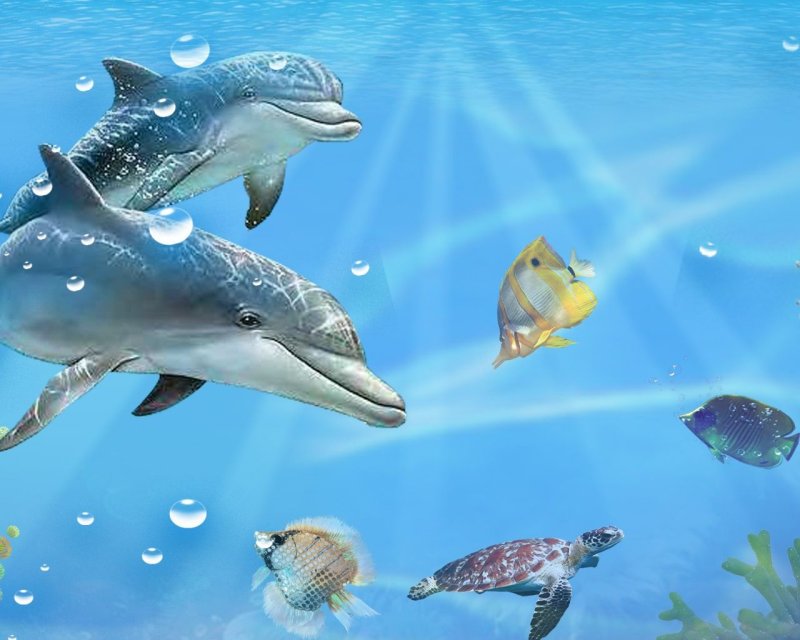 Дельфины в море