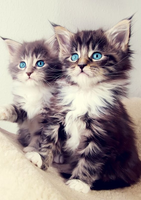 Милые кошечки