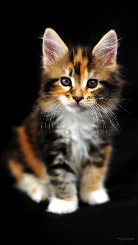 Черно рыжий котенок