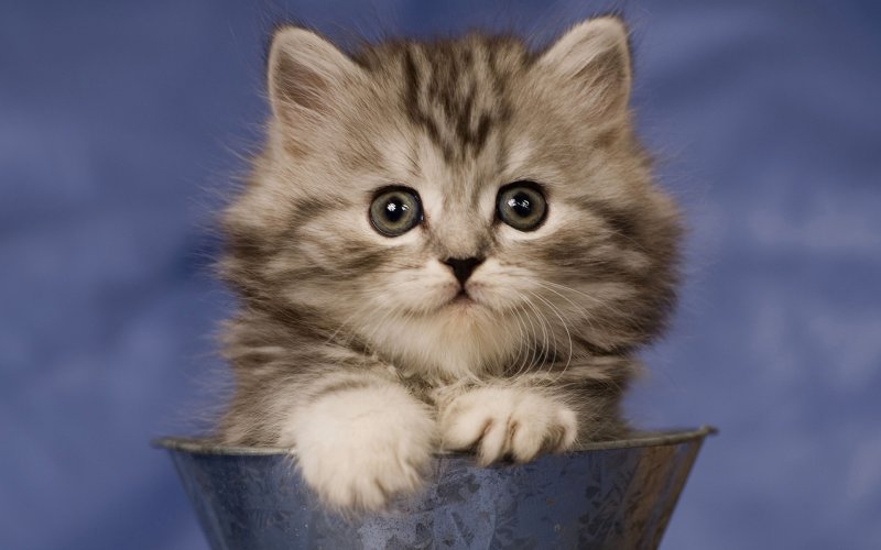 Милые кошки