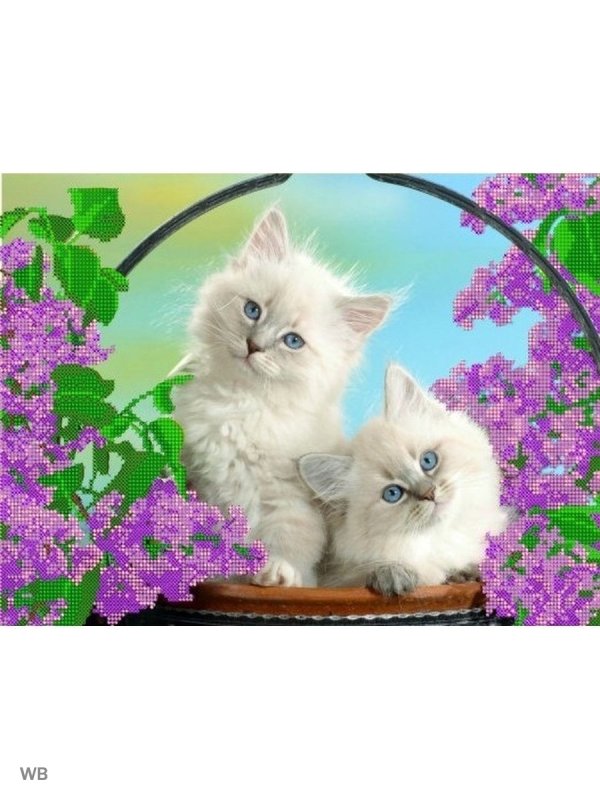 Красивые котята