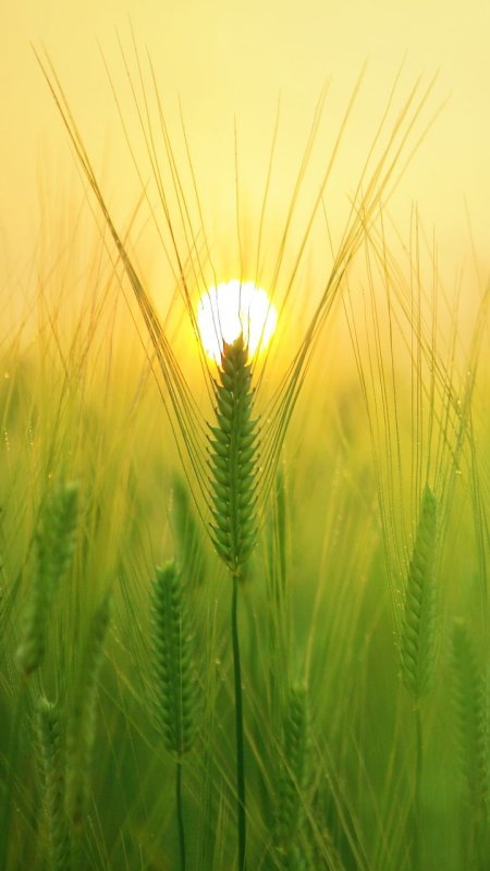 Колосья на рассвете
