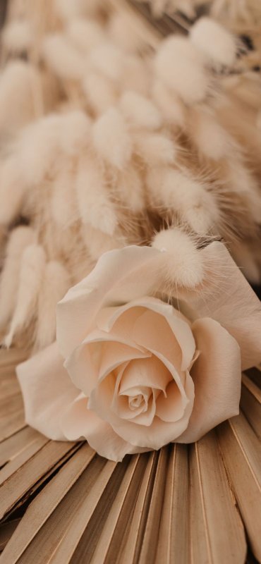 Красивые бежевые цветы