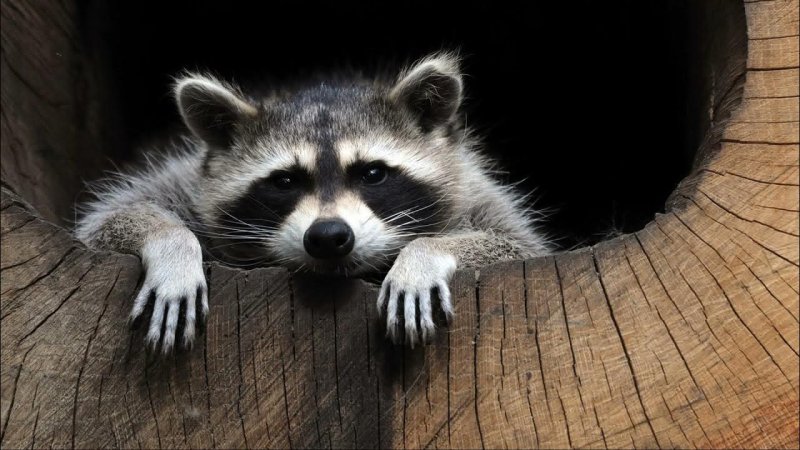 Енот полоскун лапки