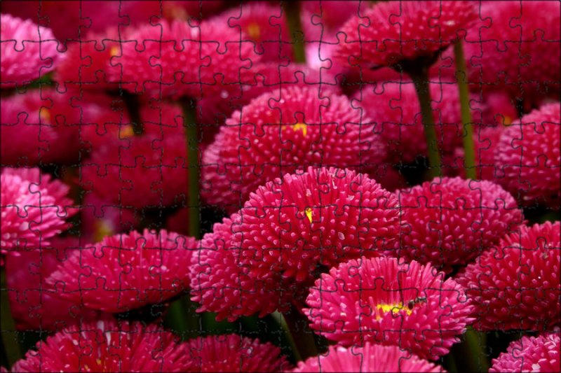 Маргаритки цветы