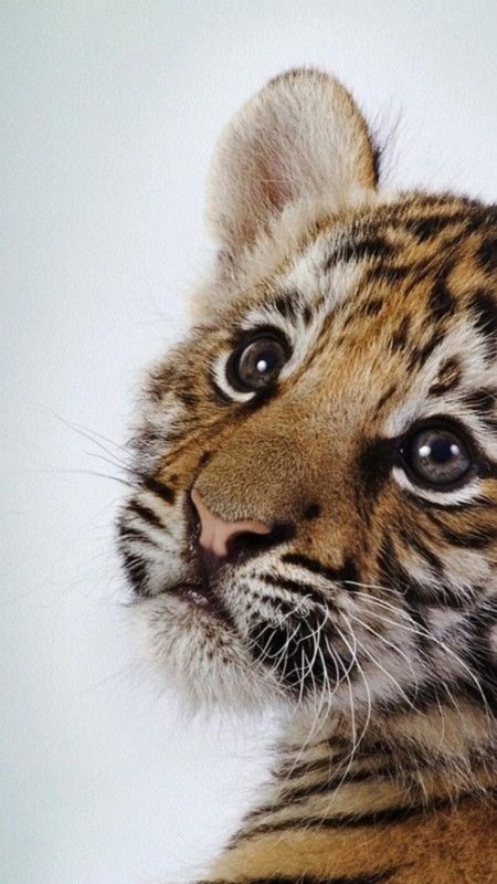 Красивые животные