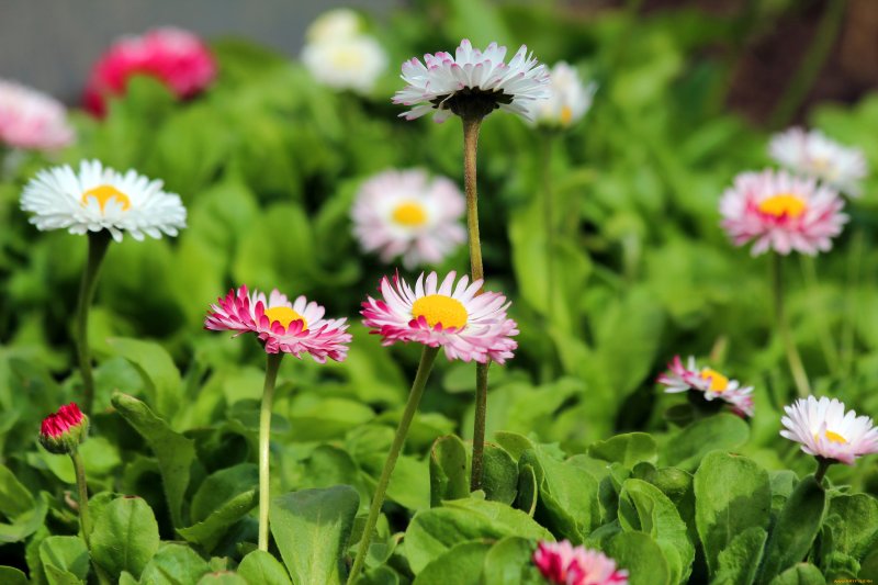 Полевые цветы маргаритки