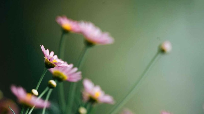 Маргаритки на рабочий стол