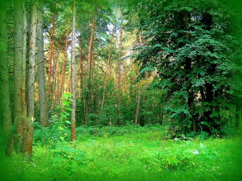 Летний лес