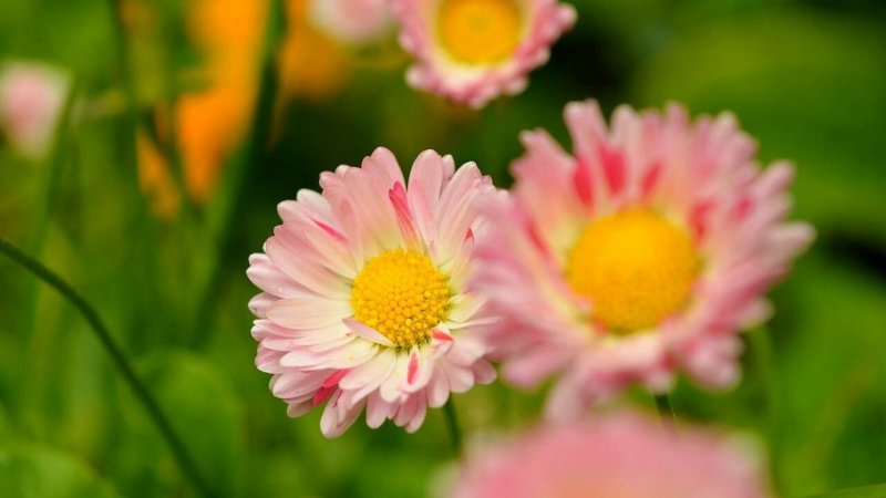 Маргаритка Весна