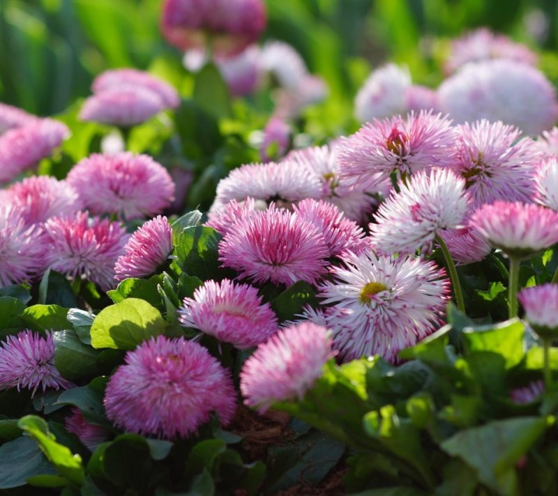 Маргаритка многолетняя Помпонетт