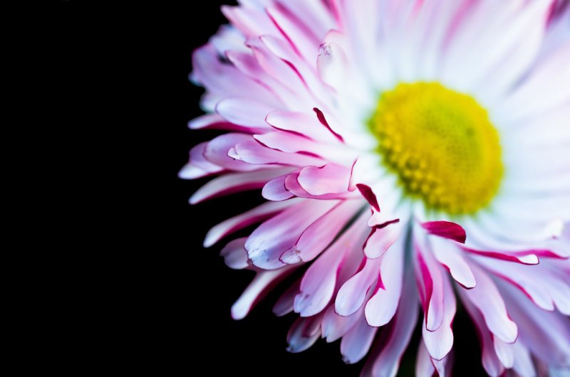 Маргаритки цветение