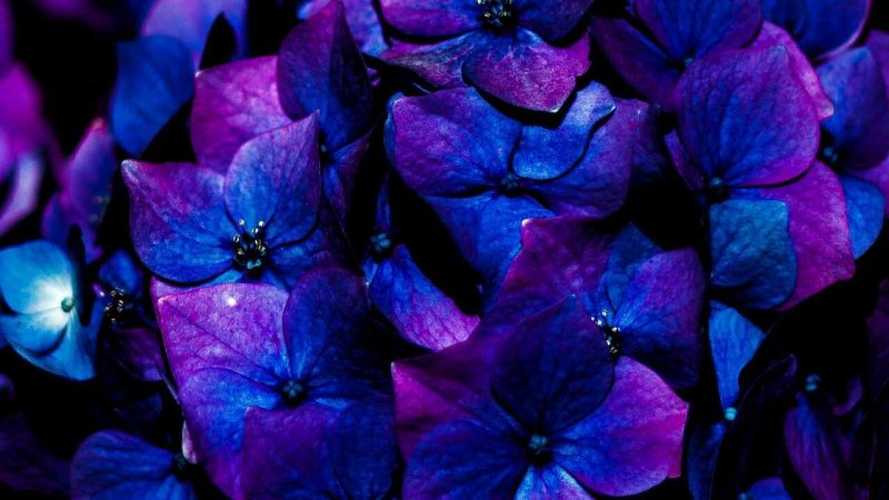 Сиреневые цветы