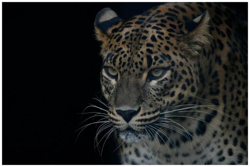 Красивый леопард