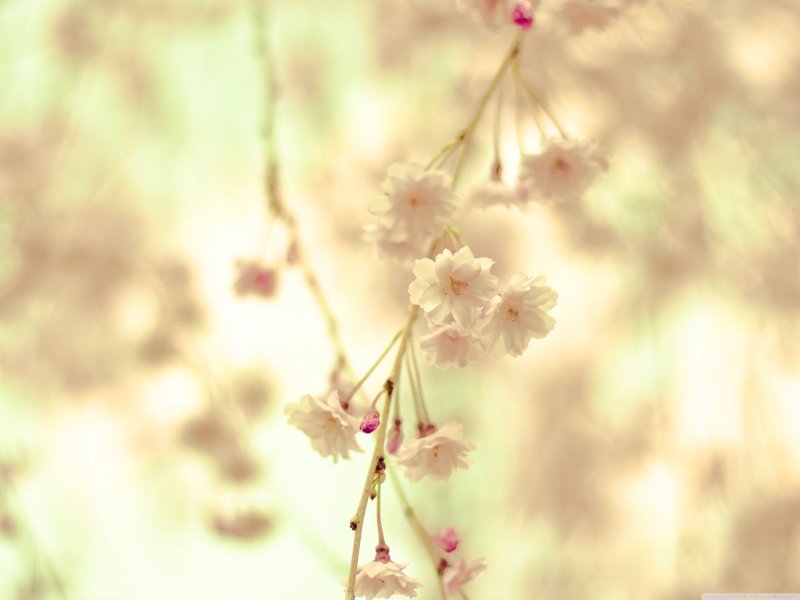 Весенний фон