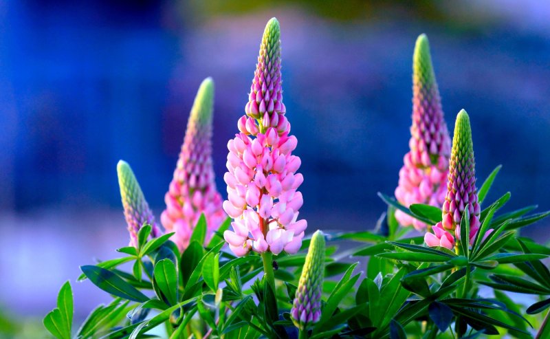 Люпин многолетний Аристократ