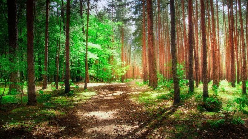 Сосновый Бор и еловый Бор