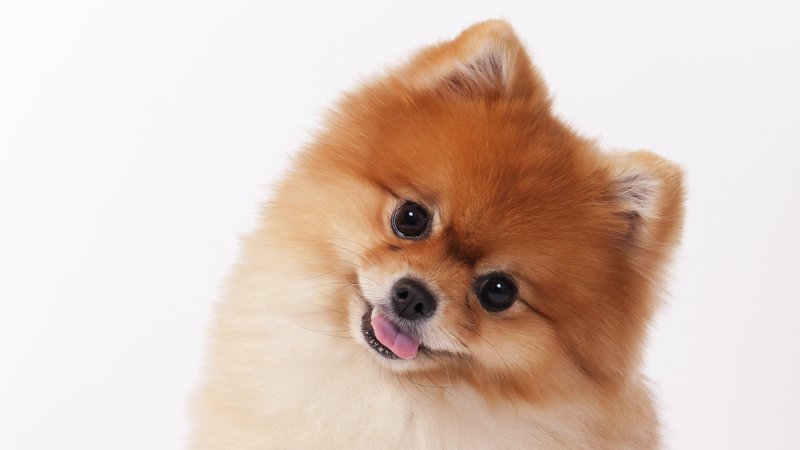 Померанский Пуппи