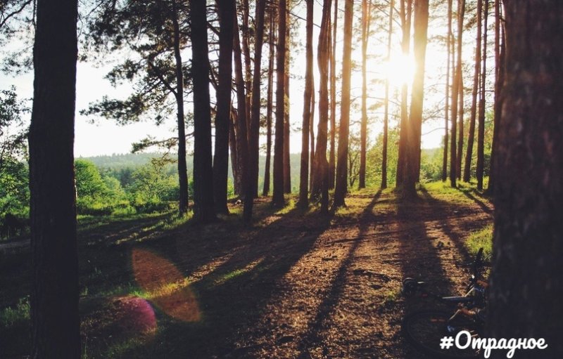 Тропа в Сосновом Бору