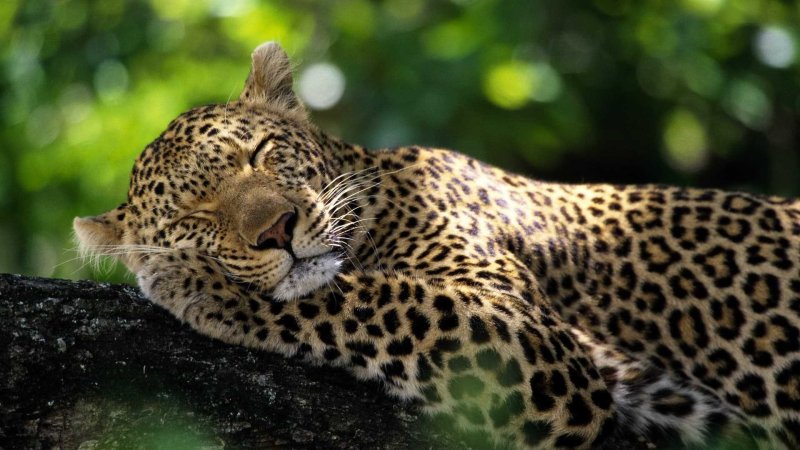 Коста Рика Ягуары