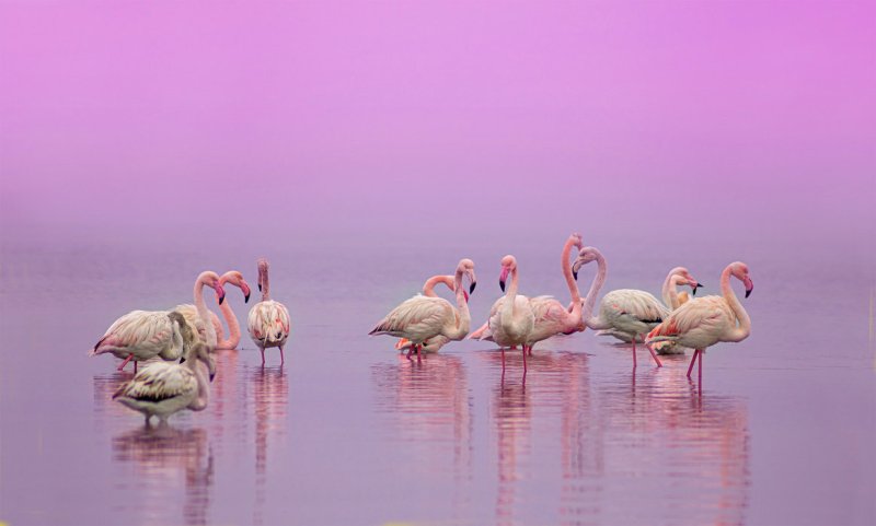 Розовый Фламинго
