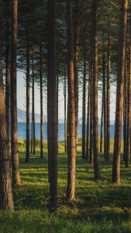 Сосновый Бор Горьковское море