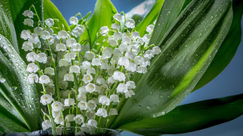 Ландыш Луговой