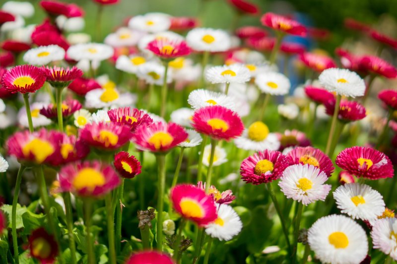 Цветы маргаритки для маргаритки