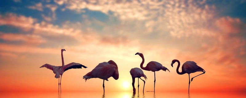 Обои на рабочий стол Фламинго