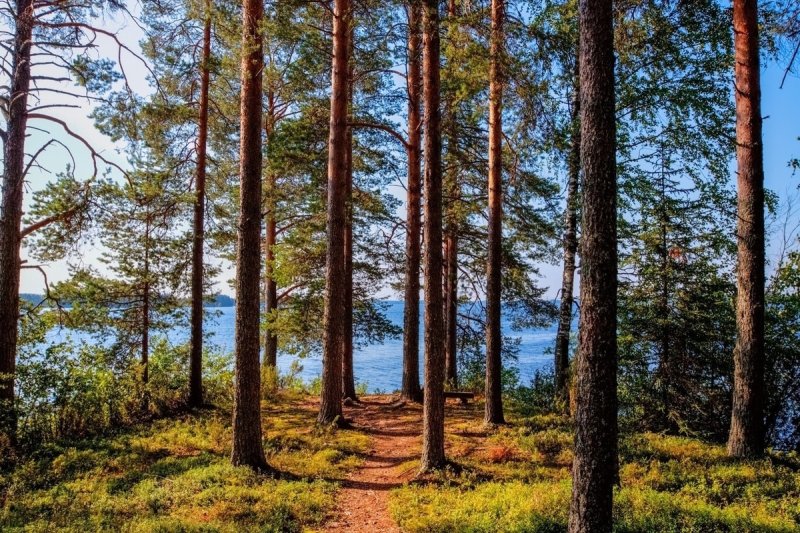 Сосновый лес в Нурлате