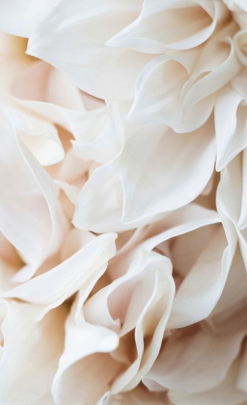 Бежевые цветы