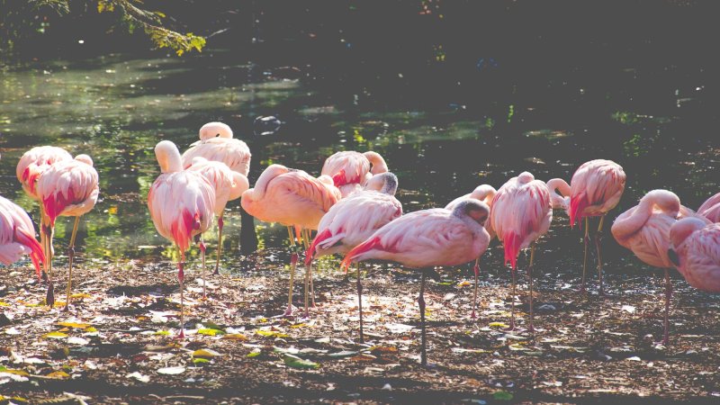 Обыкновенный Фламинго