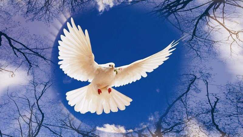 Белый голубь