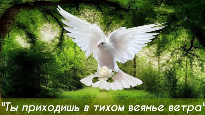 Голуби на природе