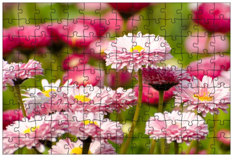 Маргаритки цветы