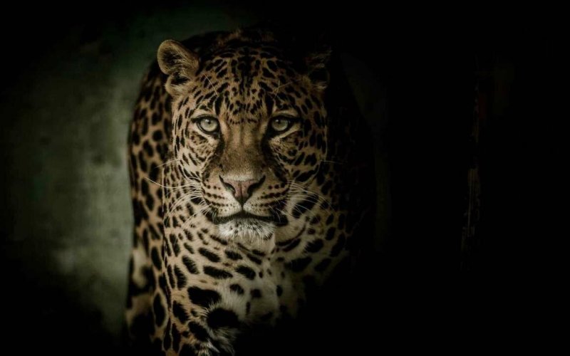 Леопард обои