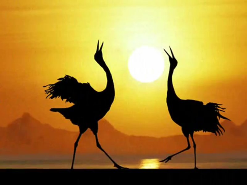 Журавли на закате