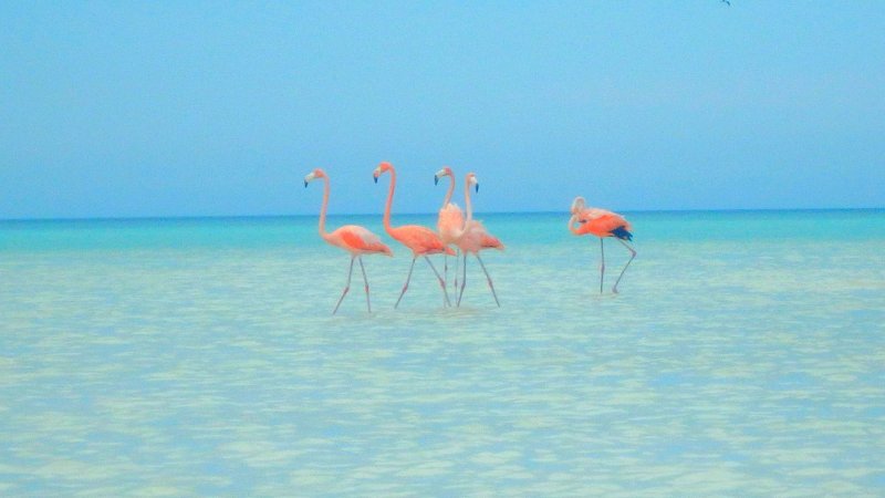 Занзибар Кайо Коко