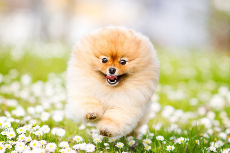 Померанский шпиц БОО