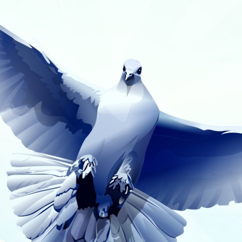 Красивые голуби