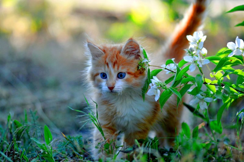 Кошка на природе