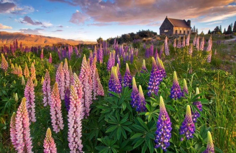 Люпин полевой