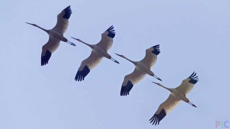 Стерхи Якутии