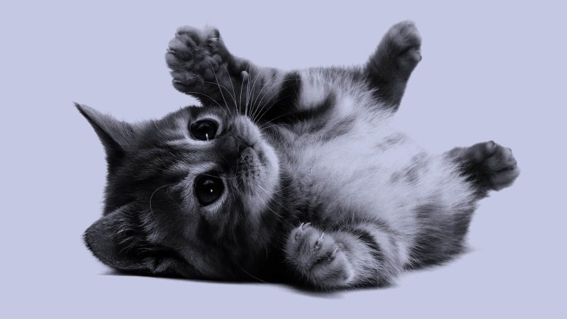 Котята на заставку