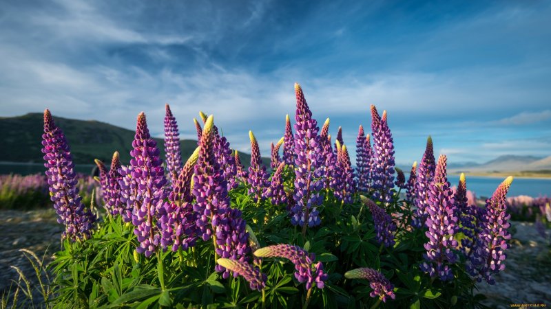 Национальный парк баварский лес люпины