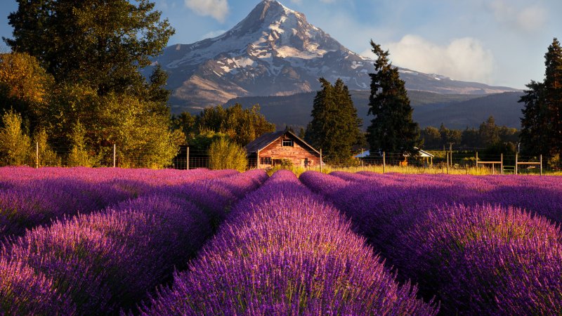 Крым Тургеневка Лаванда